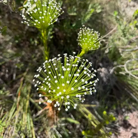 Natureza de Lapinha da Serra