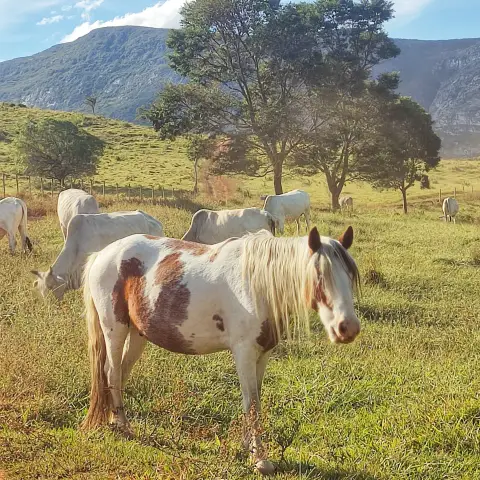 Natureza de Lapinha da Serra