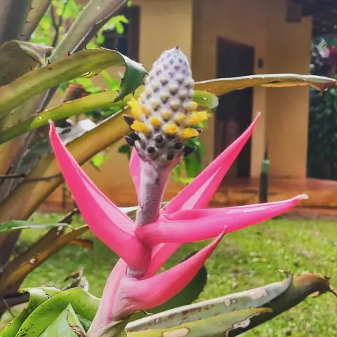 Natureza no entorno da Pousada OPICODOCIPO