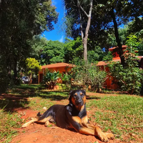 Pousada OPICODOCIPO recebe pets