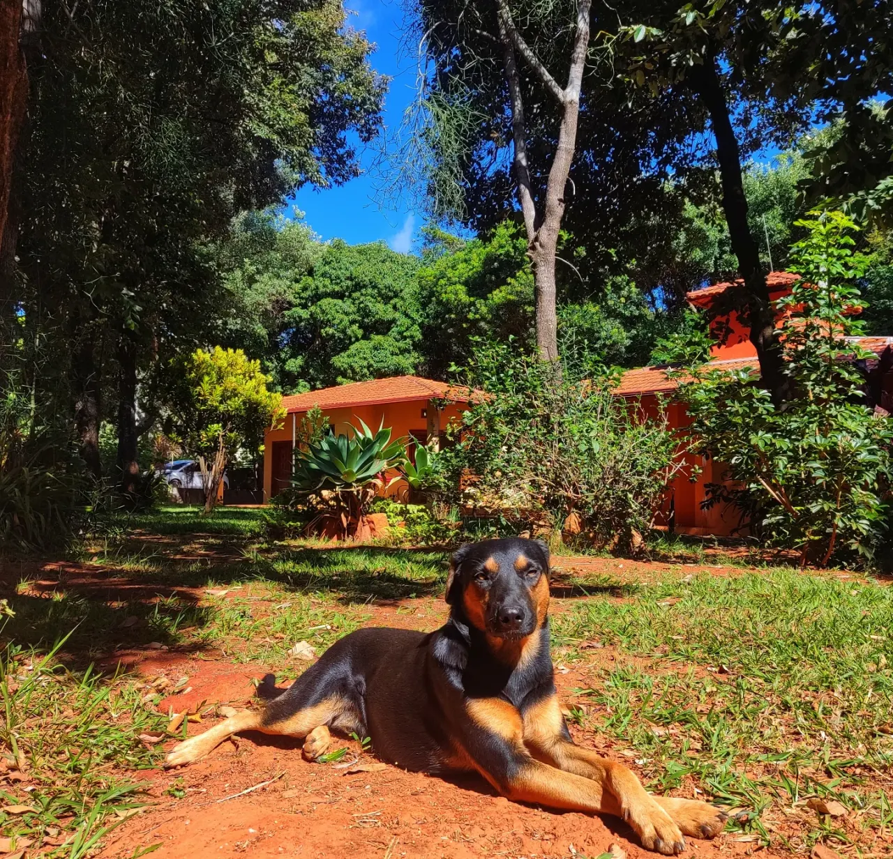 Pousada OPICODOCIPO recebe pets